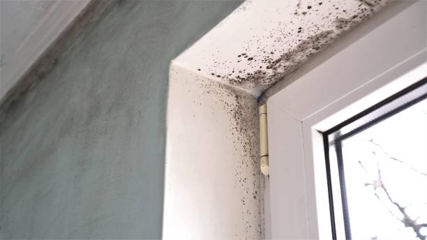 Professional Mold Removal in Hawthorn Woods, IL